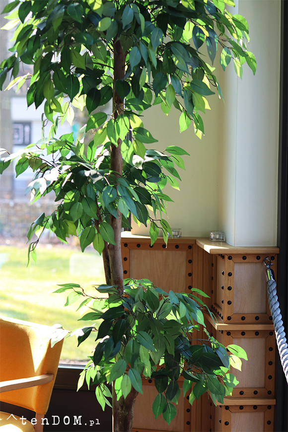 Fikus Benjamin H, sztuczna roślina w doniczce