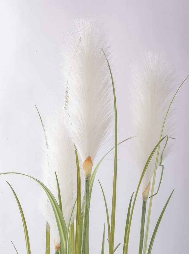sztuczna trawa Pióropusze, biel, wys.122cm