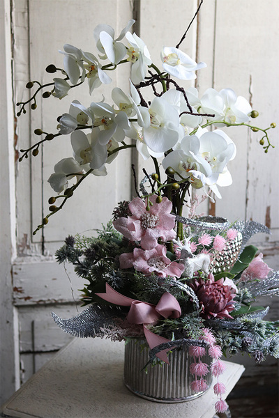 elegancki storczyk zimowy, Pudrovy Klimat, wys.66cm