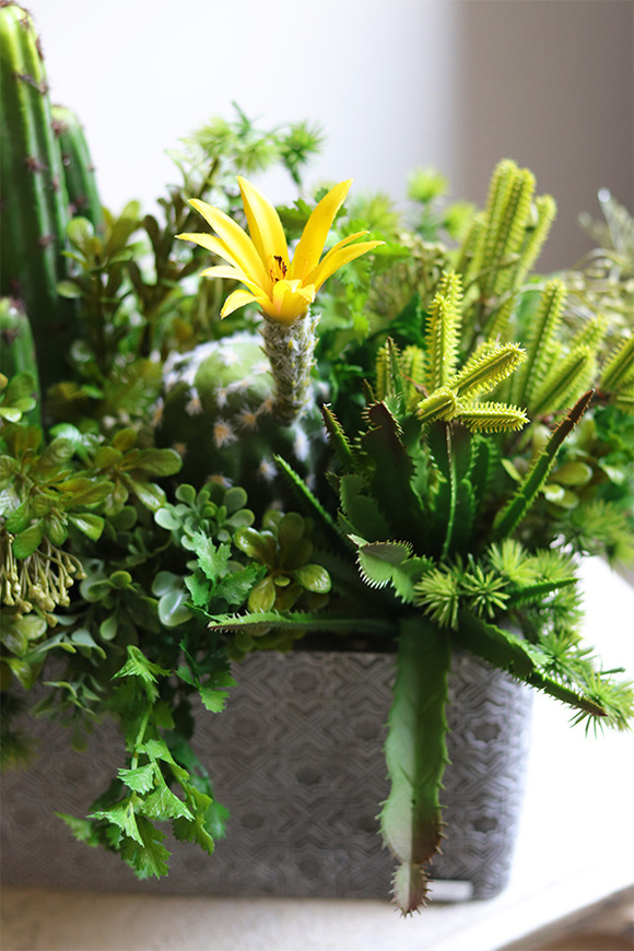 Green Neriata, sukulenty w prostokątnej donicy