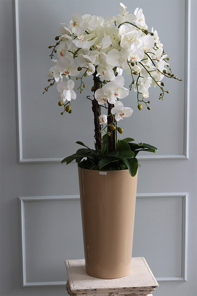 duży storczyk Mediolan Beige, wys.112cm