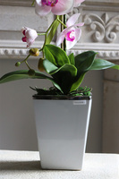 Nemisto, różowy storczyk w biało-srebrnej donicy, wys.65cm 
