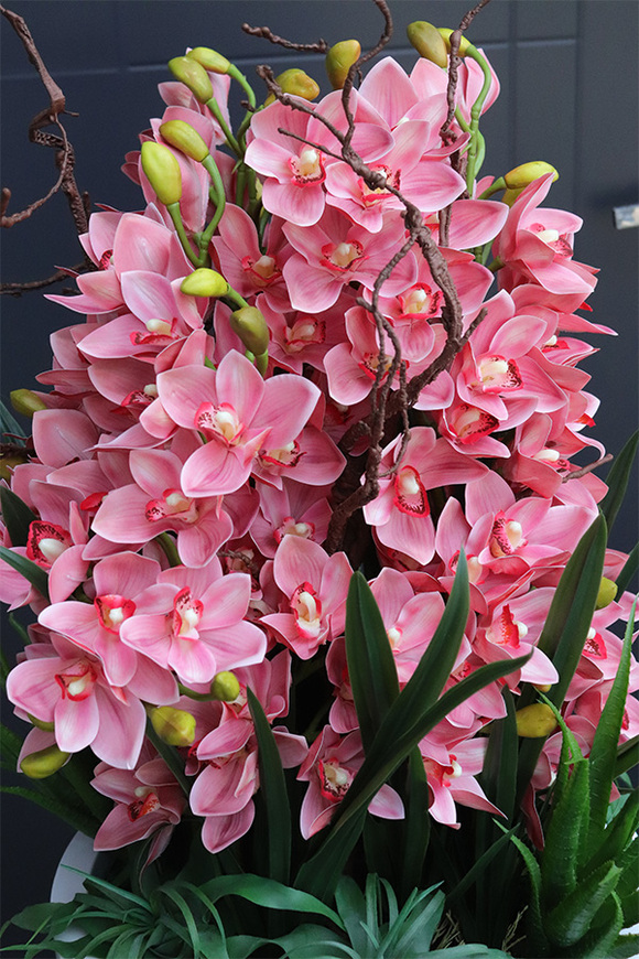  Sweet Pink Fiberglass, podłogowy storczyk w donicy