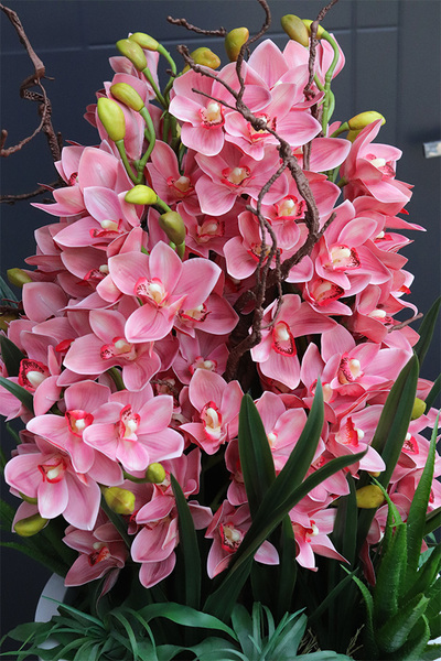  Sweet Pink Fiberglass, podłogowy storczyk w donicy