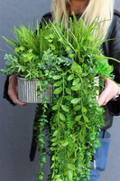 Hilton Green 2, kompozycja sukulenty w srebrnej donicy, wys.32cm