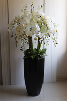 Black Fiberglass Fenice, storczyk w czarnej donicy