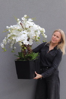 Mediolan Saute, storczyk we wkładzie do donicy