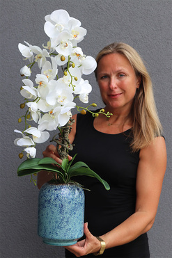 biały storczyk Blue Night, wys.74cm 