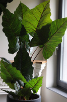 Alokazja Concrete, sztuczna palma w betonowej donicy