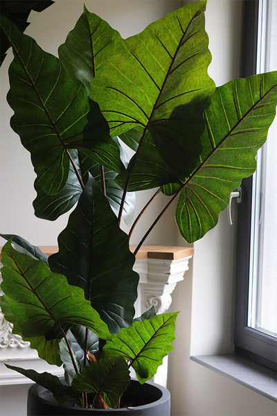 Alokazja Concrete, sztuczna palma w betonowej donicy