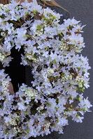 Białe Bzy, komplet dekoracji