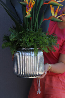 Strelicja Hillton Tallia, kompozycja w srebrnej donicy, wys.106cm