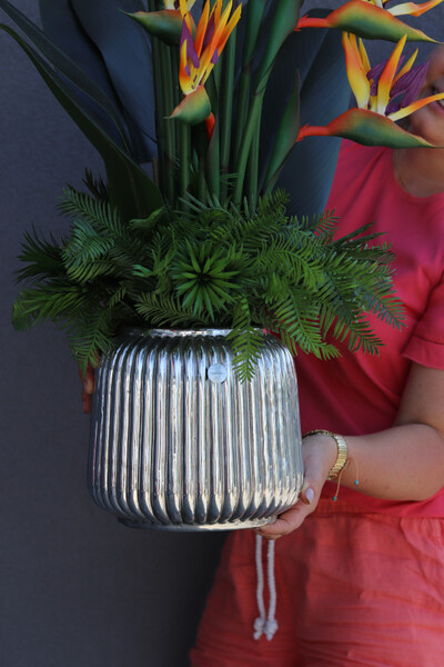 Strelicja Hilton Tallia, kompozycja w srebrnej donicy