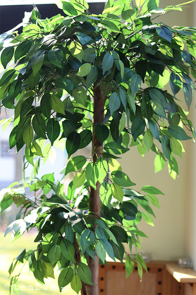 Fikus Benjamin H, sztuczna roślina w doniczce