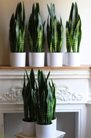 Sansewieria Simple, roślina sztuczna w donicy