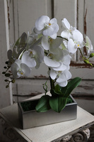 gumowy storczyk w stalowej donicy, Hetro Steel, wys.52cm