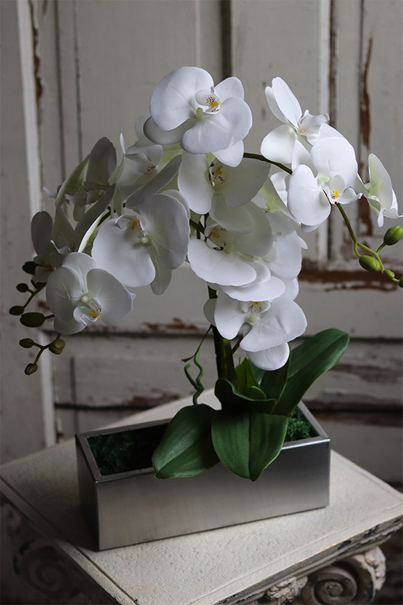 gumowy storczyk w stalowej donicy, Hetro Steel, wys.52cm