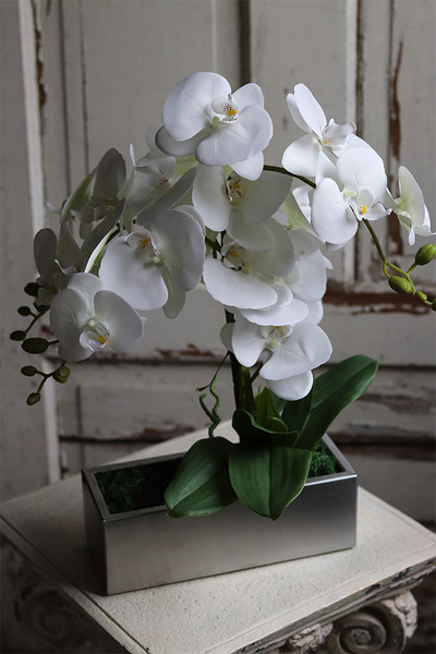 gumowy storczyk w stalowej donicy, Hetro Steel, wys.52cm