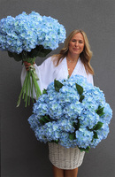 Sky Blue, niebieskie hortensje w plecionym koszu