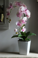 Nemisto, różowy storczyk w biało-srebrnej donicy, wys.65cm 