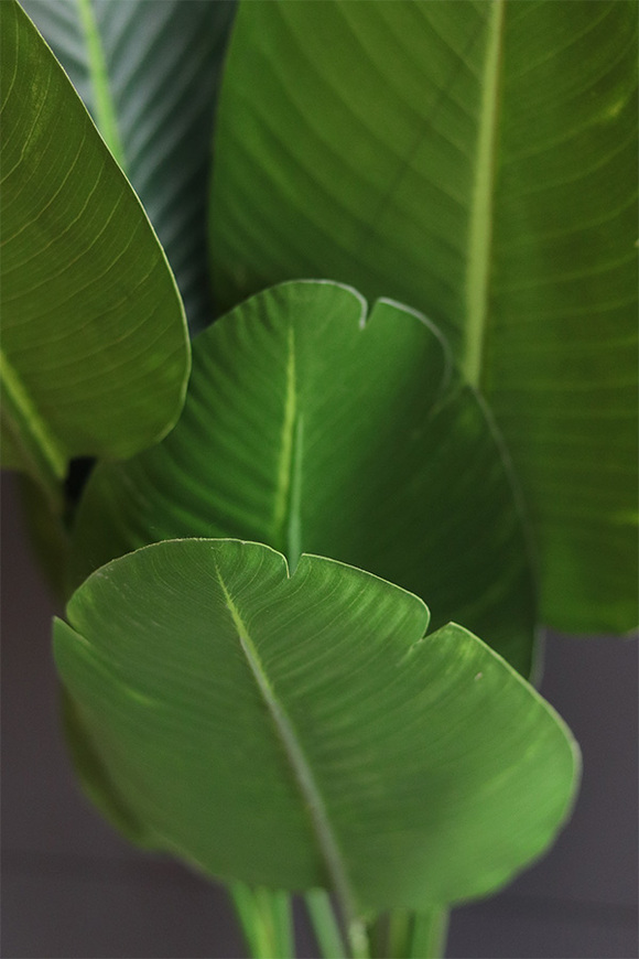 Bananowiec, sztuczne drzewko w osłonce donicy