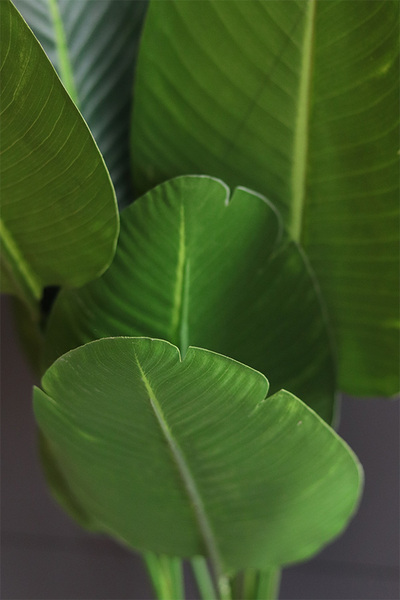 Bananowiec, sztuczne drzewko w osłonce donicy