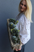 Cacti Rattan, kompozycja sukulenty w podłużnym koszu, wym.30x57cm