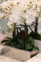 Infinity Eveline, storczyk w lustrzanej donicy