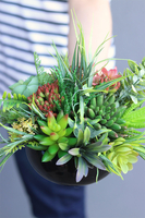 Zielony Dom, kompozycja sukulenty w okrągłej donicy