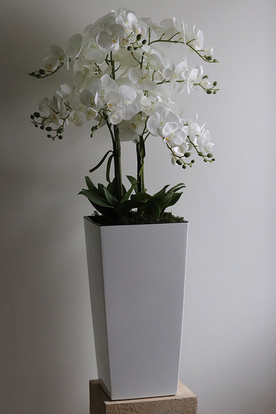 Mediolan Klasico, bogaty storczyk podłogowy w białej donicy, wys.120cm