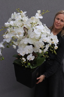 Mediolan Saute, storczyk we wkładzie do donicy