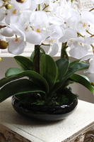 Japan Nuovo, sztuczny storczyk w czarnej misie