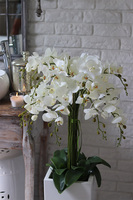 Grande Fiberglass Novelty 2, storczyk w białej donicy z fiberglass