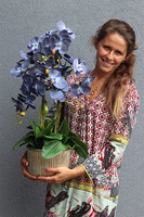 Blueda, granatowy storczyk w złotej donicy