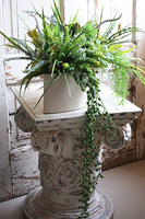 Gretada Manfredo, sukulenty w kremowej donicy