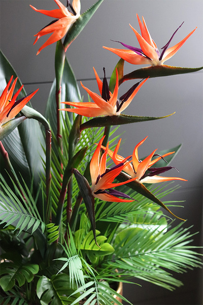 egzotyczna kompozycja, Strelicja Złota Bajka