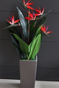 Strelicja Helios, egzotyczna dekoracja podłogowa, wym.120cm