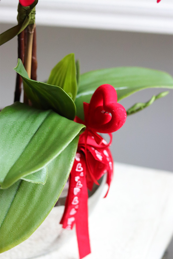 Walentynkowy, czerwony storczyk na dzień zakochanych