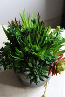 Polena, sukulenty w nowoczesnej donicy