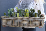 Cacti Rattan, kompozycja sukulenty w podłużnym koszu, wym.30x57cm