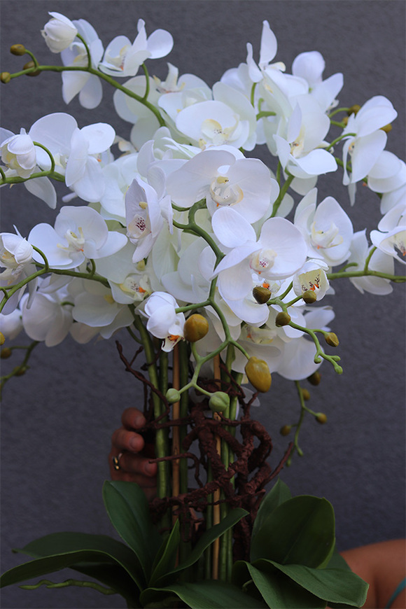 Navy Natural, storczyk w białym naczyniu