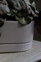 Begonia Asian Tundra, roślina doniczkowa w białej osłonce