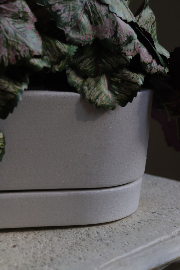 Begonia Asian Tundra, roślina doniczkowa w białej osłonce