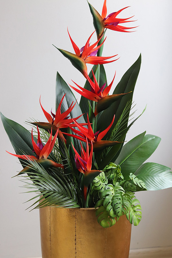 Strelicja Złota Bajka 3, egzotyczna kompozycja