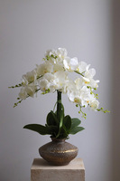 Eduardo Silica, biały storczyk w złotej donicy