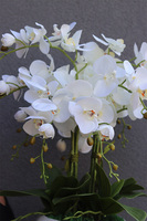 Inez White Piano, storczyk w białej donicy