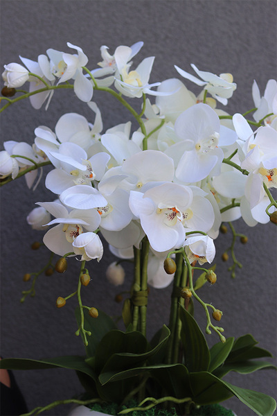 Inez White Piano, storczyk w białej donicy