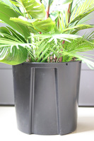 Strelicja Saute, sztuczna roślina do twojej donicy