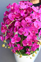 Mediolan Round Fuksja w białej donicy