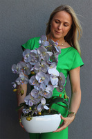 sinofioletowy storczyk w donicy glamour, Ophelia Gerra